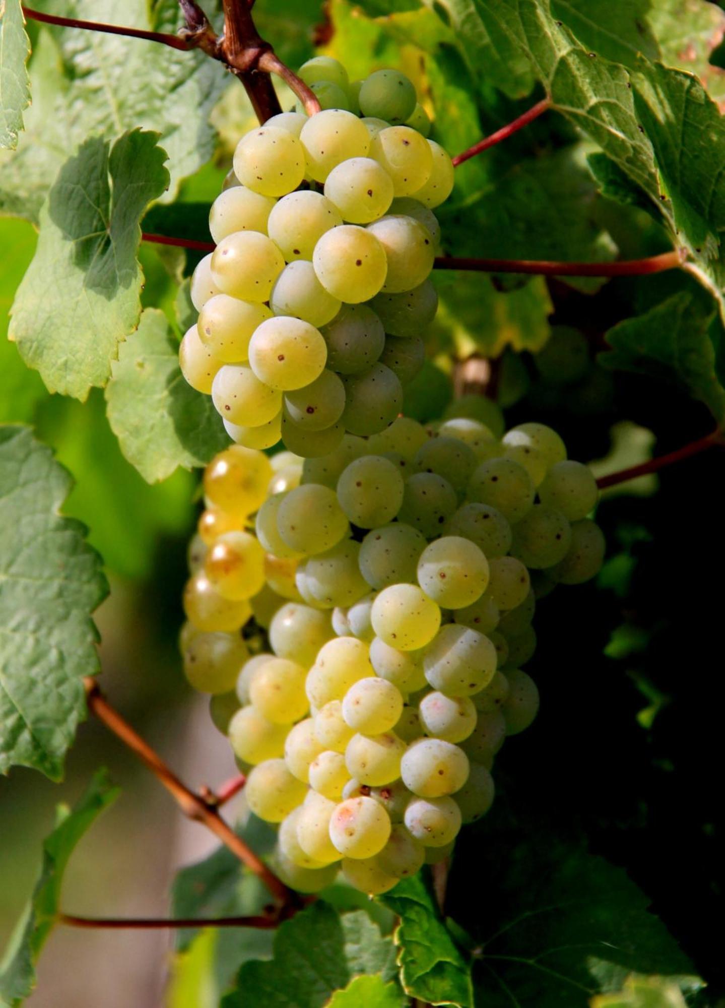 شقة Ferienweingut & Gutsrestaurant Becker Burgen  المظهر الخارجي الصورة